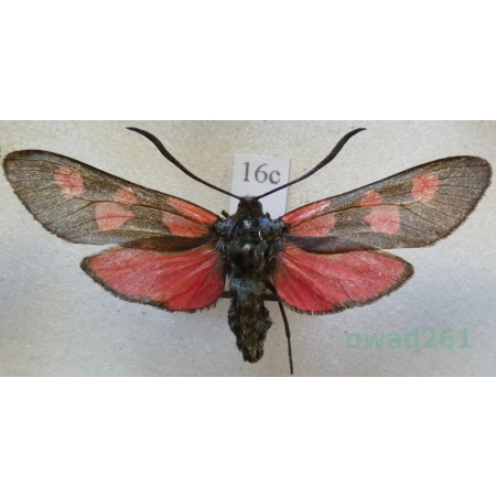 Zygaena lonicerae (Scheven, 1777) Czech16c